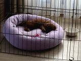 2 Buçuk Aylık Dişi Toy Poodle İstanbul