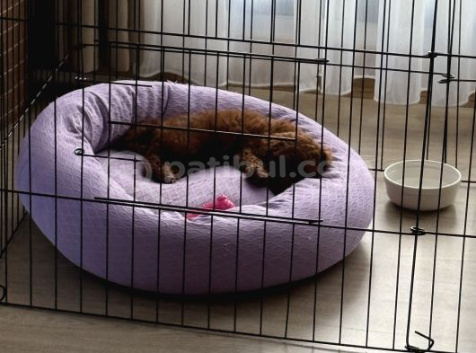 2 Buçuk Aylık Dişi Toy Poodle İstanbul görsel