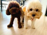 Toy Poodle Yavrular Teslime Hazır