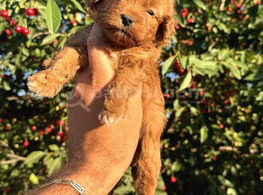 Toy Poodle Yavrular Teslime Hazır görsel