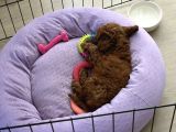 2 Buçuk Aylık Dişi Toy Poodle İstanbul