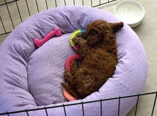 2 Buçuk Aylık Dişi Toy Poodle İstanbul