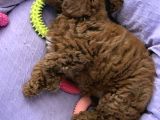 2 Buçuk Aylık Dişi Toy Poodle İstanbul