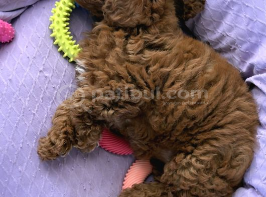 2 Buçuk Aylık Dişi Toy Poodle İstanbul görsel