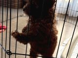 2 Buçuk Aylık Dişi Toy Poodle İstanbul