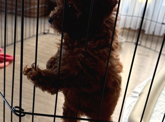 2 Buçuk Aylık Dişi Toy Poodle İstanbul görsel