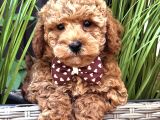 Red Toy Poodle Bebekler