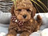 Red Toy Poodle Bebekler