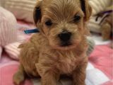 Kore Malti̇poo Yavrularimiz