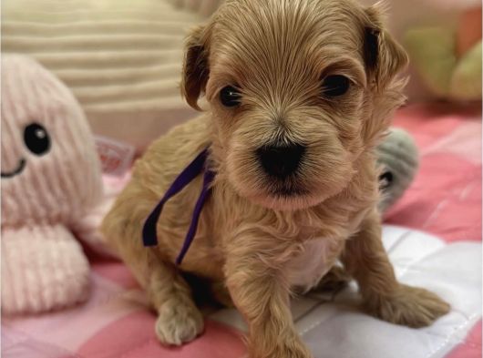 Kore Malti̇poo Yavrularimiz görsel