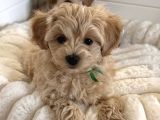Wc Eği̇ti̇mli̇ Malti̇poo Yavrularimiz