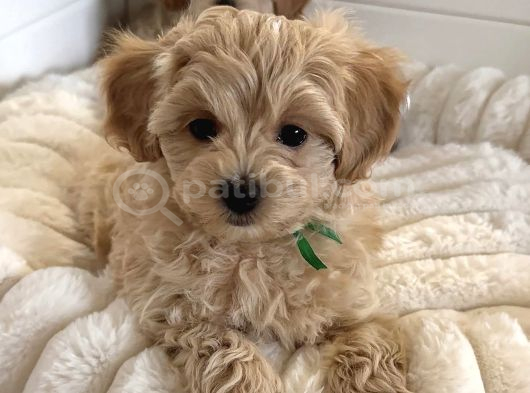 WC EĞİTİMLİ MALTİPOO YAVRULARIMIZ
