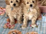 Wc Eği̇ti̇mli̇ Malti̇poo Yavrularimiz