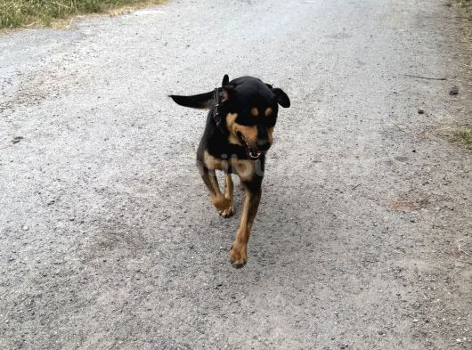 Bakımlı 3 Yaş Erkek Rottweiler Kırması  Aşıları Tam görsel