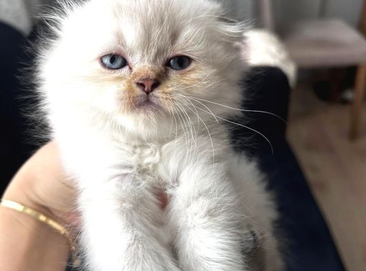 Top Kafali Safkan Bri̇ti̇sh Bebek görsel
