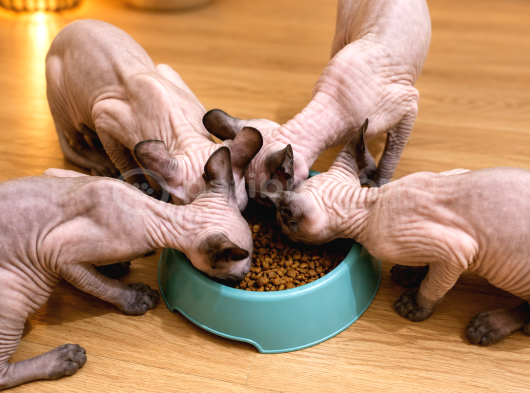 Safkan Sfenks Sphynx  Canadian Sphynx Yavruları  2.5 Aylık görsel