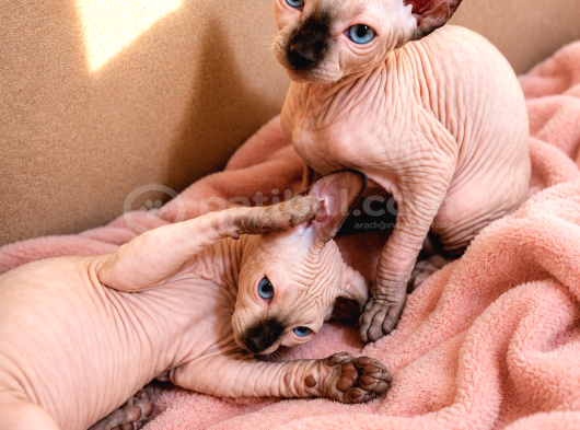 Safkan Sfenks Sphynx  Canadian Sphynx Yavruları  2.5 Aylık görsel