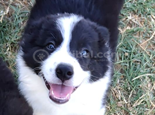 Muğla Dalamanda Safkan Border Collie Bebeklerimiz