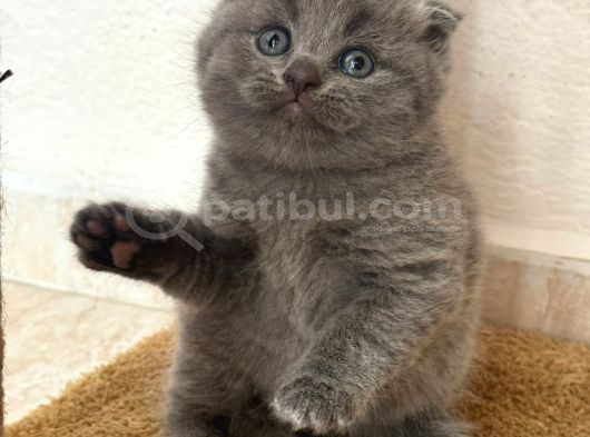 Safkan Gri Yavrumuz görsel