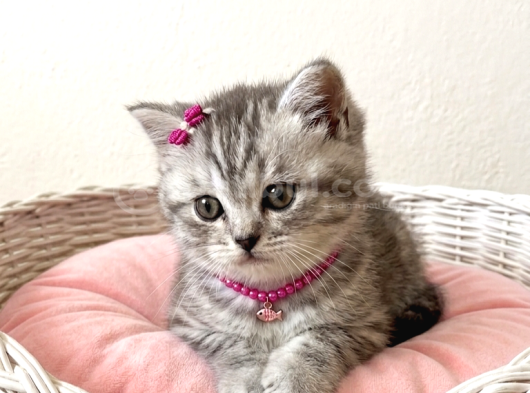 Safkan Shorthair Silver Bebekler İstanbul