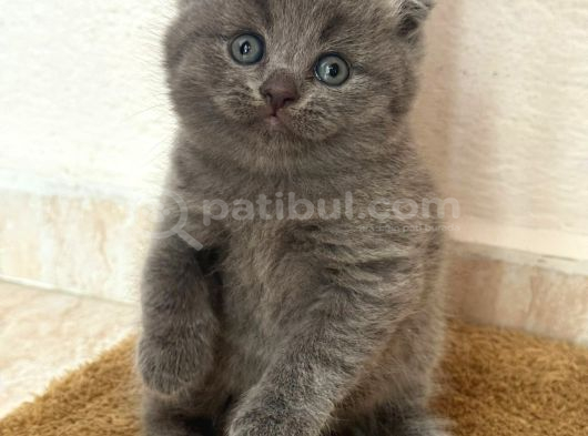 Safkan Gri Yavrumuz görsel
