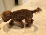 7 Aylık Dişi Gerçek Toy Poodle İstanbul