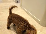 7 Aylık Dişi Gerçek Toy Poodle İstanbul