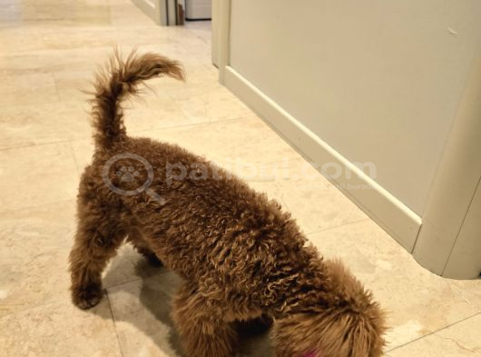 7 Aylık Dişi Gerçek Toy Poodle İstanbul görsel
