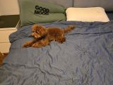 7 Aylık Dişi Gerçek Toy Poodle İstanbul