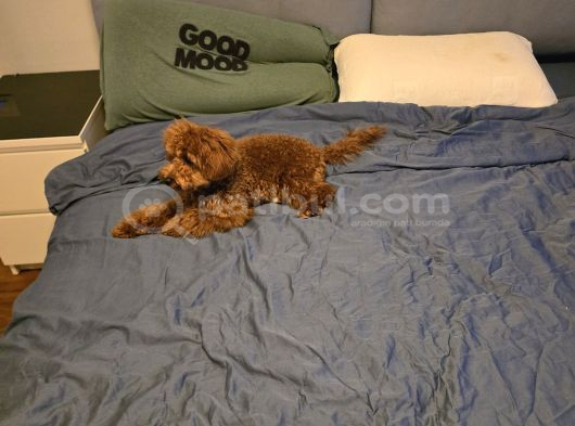 7 Aylık Dişi Gerçek Toy Poodle İstanbul görsel