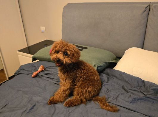 7 Aylık Dişi Gerçek Toy Poodle İstanbul görsel