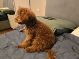 7 Aylık Dişi Gerçek Toy Poodle İstanbul
