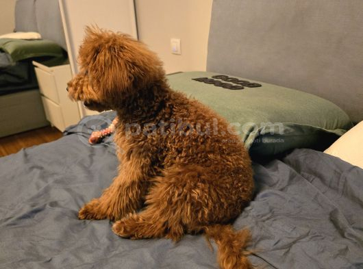 7 Aylık Dişi Gerçek Toy Poodle İstanbul görsel