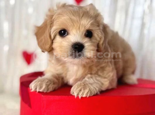 Malti̇poo Ci̇nsi̇ Yavrular Ev Üreti̇mi̇ görsel