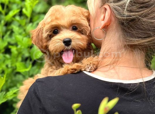 Malti̇poo Ci̇nsi̇ Yavrular Ev Üreti̇mi̇ görsel