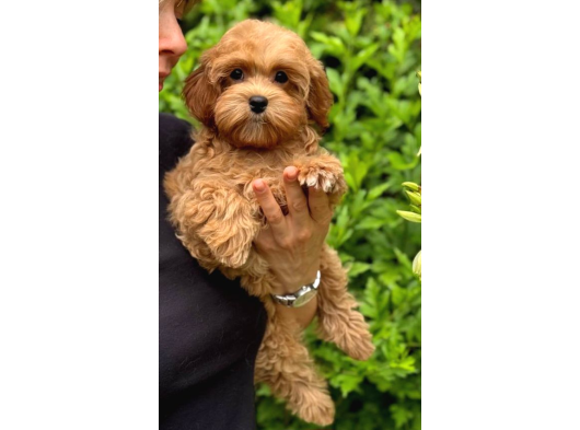 Malti̇poo Ci̇nsi̇ Yavrular Ev Üreti̇mi̇ görsel