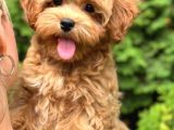 Malti̇poo Ci̇nsi̇ Yavrular Ev Üreti̇mi̇