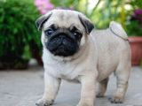 Pug Mops Yavrular Ev Üreti̇mi̇