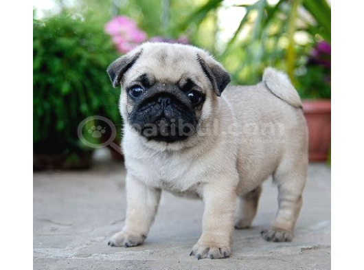 Pug Mops Yavrular Ev Üreti̇mi̇