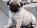Pug Mops Yavrular Ev Üreti̇mi̇