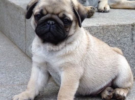 Pug Mops Yavrular Ev Üreti̇mi̇