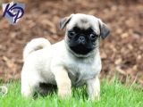 Pug Mops Yavrular Ev Üreti̇mi̇