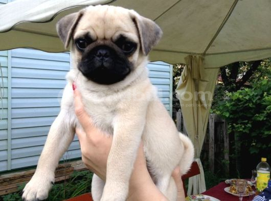 Pug Mops Yavrular Ev Üreti̇mi̇ görsel