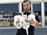 Türki̇yeni̇n En Güzel Scottish Fold Yavrulari Ankara Mağaza