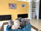 Türki̇yeni̇n En Güzel Scottish Fold Yavrulari Ankara Mağaza