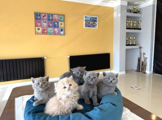 Türki̇yeni̇n En Güzel Scottish Fold Yavrulari Ankara Mağaza görsel