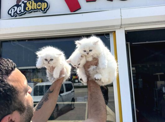 Türki̇yeni̇n En Güzel Scottish Fold Yavrulari Ankara Mağaza görsel