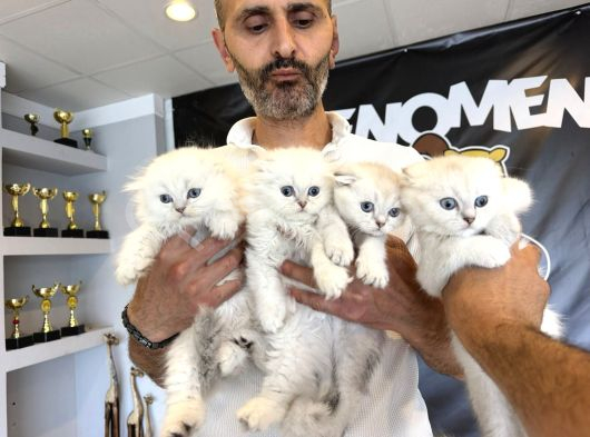 Türki̇yeni̇n En Güzel Scottish Fold Yavrulari Ankara Mağaza görsel