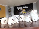 Türki̇yeni̇n En Güzel Scottish Fold Yavrulari Ankara Mağaza