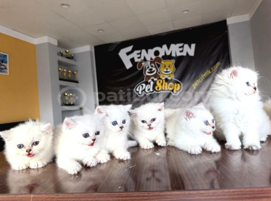 Türki̇yeni̇n En Güzel Scottish Fold Yavrulari Ankara Mağaza görsel